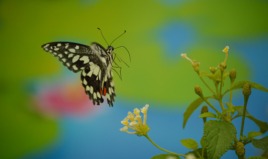 Butterfly with Green background