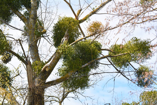 омела (альбом viscum) паразитирует на дереве - european mistletoe стоковые фото и изображения