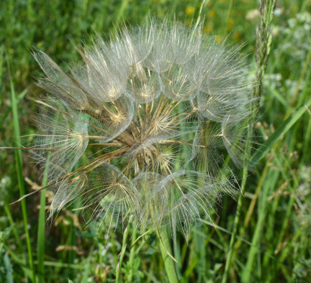 istock Tragopogon dubius grows in nature in summer 1414817373