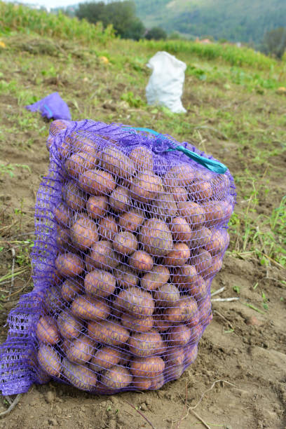 istock Potatoes have been harvested in the nets in the field 1414817410