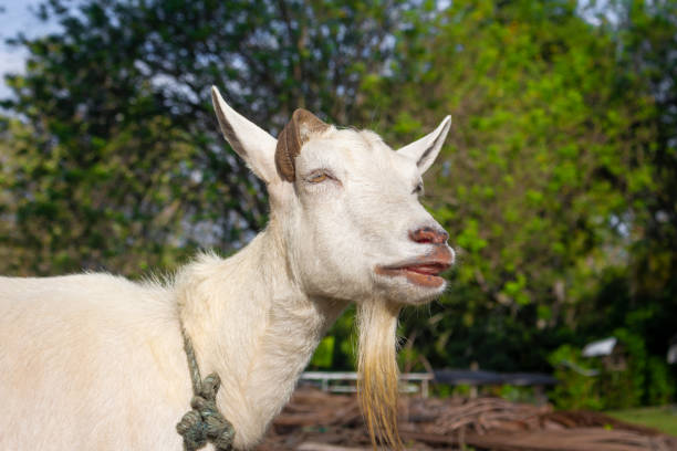 istock Young white goat in the meadow 1414817593