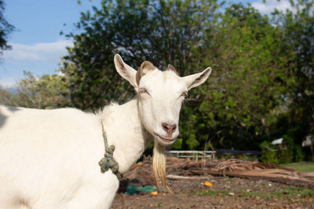 istock Young white goat in the meadow 1414817631