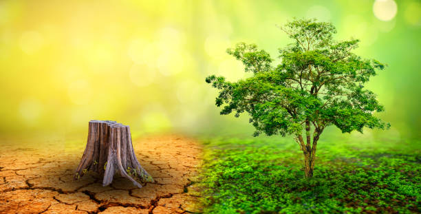 istock tree in two  with very different environments Earth Day or World Environment Day Global Warming and Pollution 1414818625