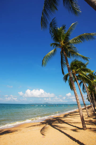 istock Palms tree or coconut tree on beautiful beach and blue sky 1414818846