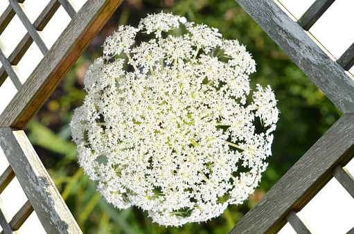 Hemlock flower with wooden fence