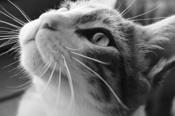 istock Cat portrait un black and white 1414820027