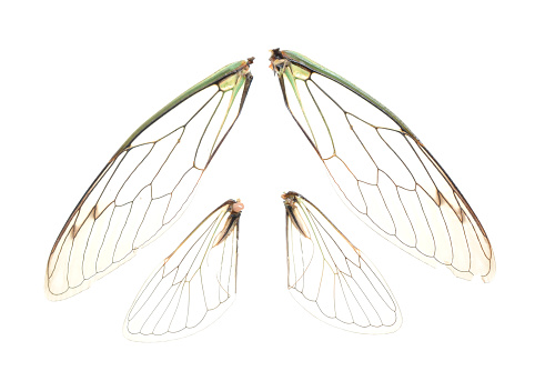 Set of isolated Cicada Wings