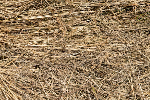 istock Drying of grass for obtaining and storing hay 1414820293
