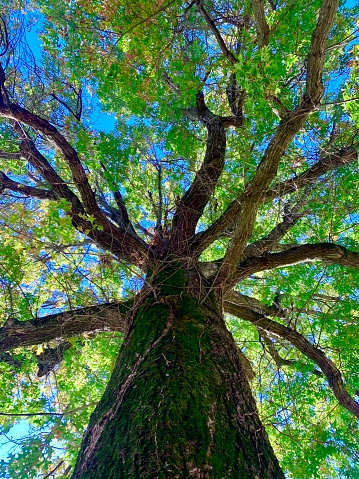 An upward shot of a tree