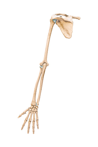 Vista posterior o trasera precisa de los huesos del brazo o de las extremidades superiores del sistema esquelético humano aislados sobre fondo blanco ilustración de representación 3D. Concepto de anatomía, medicina, osteología. photo