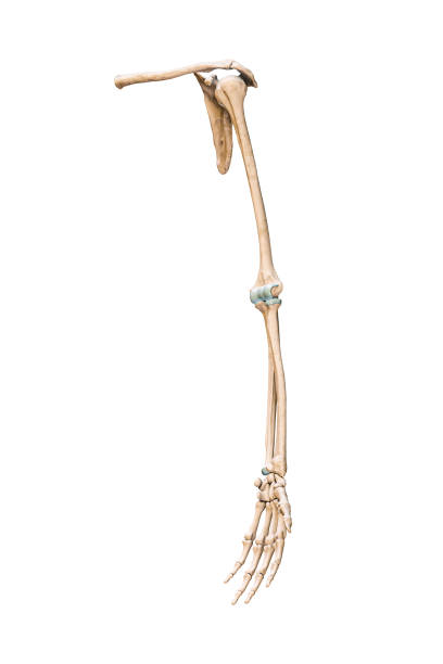 Accurate three-quarter anterior or front view of the arm or upper limb bones of the human skeletal system isolated on white background 3D rendering illustration. Anatomy, medical, osteology concept. vista precisa de tres cuartos de la parte anterior o frontal de los huesos del brazo o de las extremidades superiores del sistema esquelético humano aislados en la ilustración de representación 3d de fondo blanco. concepto de anatomía, medicina, osteol