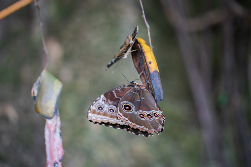owl butterfly feeding in natural environment,