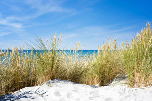 Dune with beach grass in the foreground. Hiddensee island. stock photo