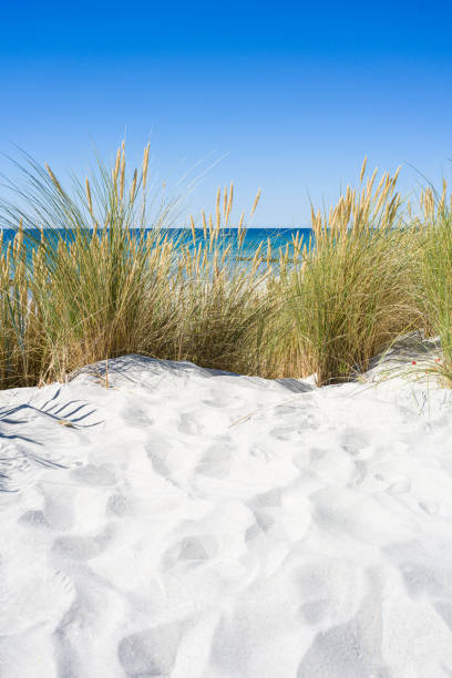 Dune with beach grass in the foreground. Hiddensee island.