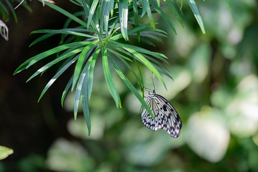 A white and yellow butterfly with black patterns on its wings. It is positioned on the green leaves of a tropical plant. The wings of the butterfly are spread, allowing a view of the intricate patterns. The background consists of lush green foliage, creating a blurred effect. The focus is on the butterfly and its vibrant colors against the green backdrop. The photograph captures the butterfly in a resting state, displaying its wings in full spread, while perched on the leaves of the tropical plant.