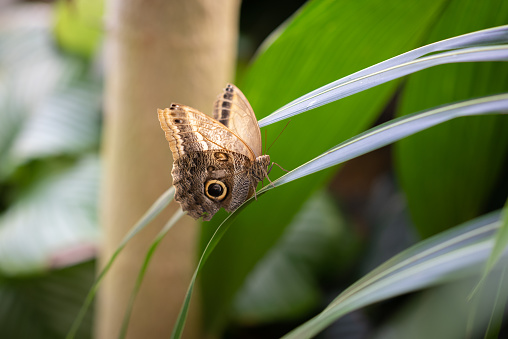 Close up on Boomerang Owl butterfly in colorful natural environment (with bokeh effect)