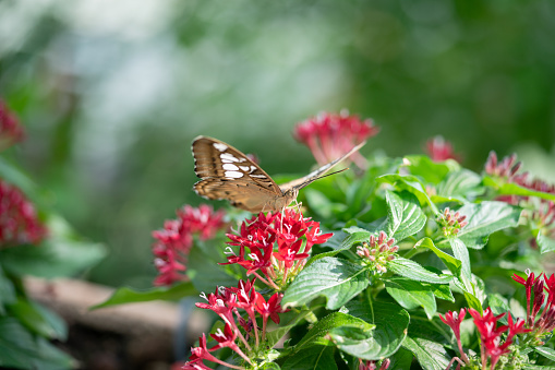 Clipper butterfly, Pathernos sylvia