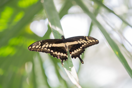 Butterfly swallowtail Papilio machaon