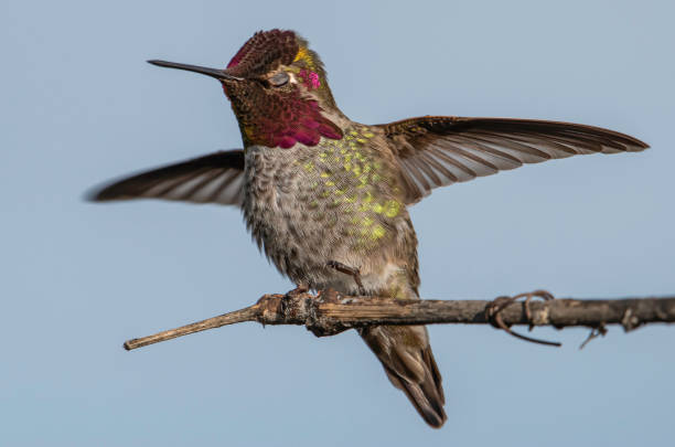 Landing Hummingbird stock photo