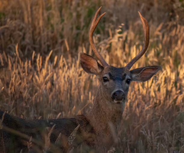 istock Shelter Cove Buck 1414822934