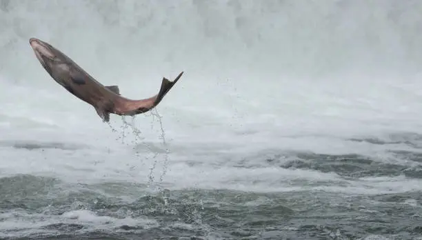 A Chinook Salmon Flips Out of the Water and into the Air in the Feather River in Northern California