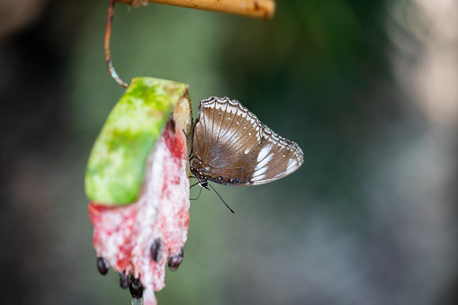 Butterfly feeding on a hanging watermelon fruit