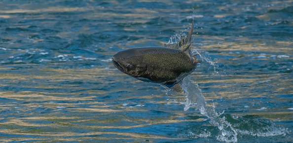 A speckled Chinook Salmon leaps into the Air from the Feather River in Northern California in 2022