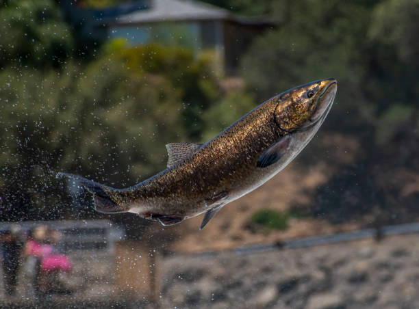istock Perfect Golden Salmon in the Wild 1414822992