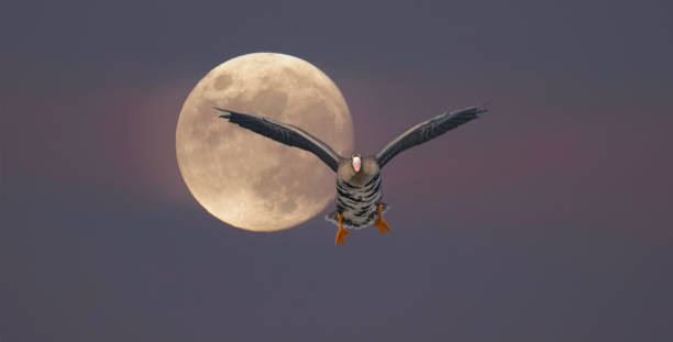 istock Pink Moonset and Landing Goose 1414823011