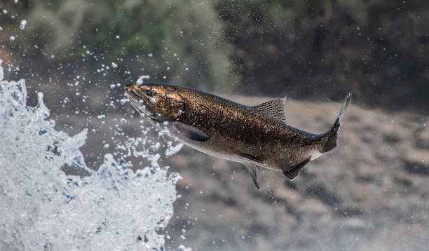 サーモンスペクタキュラー - pacific salmon ストックフォトと画像