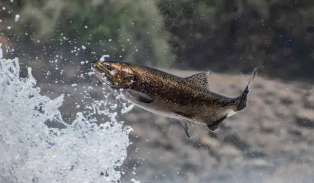 Photo of Salmon Spectacular