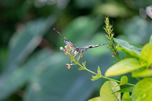 Butterfly (Idea leuconoe) on green leaf