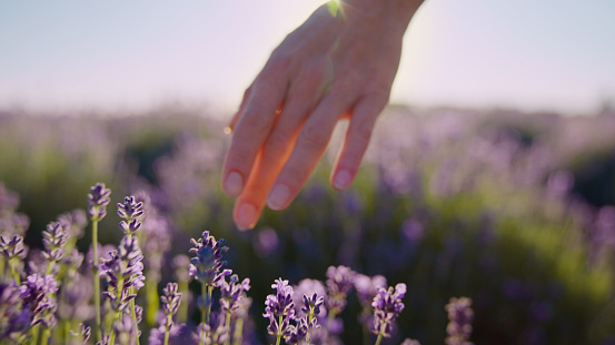 Woman touching lavender flowers on a field. Sunset view