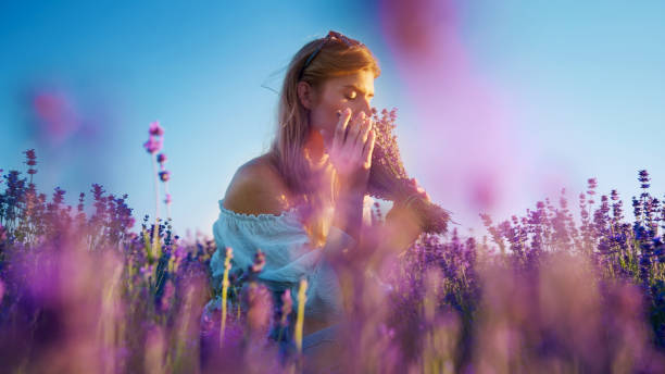 Looking for inner peace. Woman picking lavender and smelling flowers stock photo