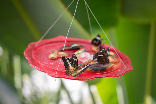 a group of butterflies are eating the fruit on the plate