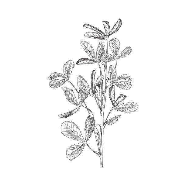 Fenugreek aromatic plant branches sketch hand drawn vector illustration isolated. Fenugreek aromatic plant branches in sketch or engraving style hand drawn vector illustration isolated on white background. Twigs of fenugreek spicy herbaceous plant. fenugreek stock illustrations