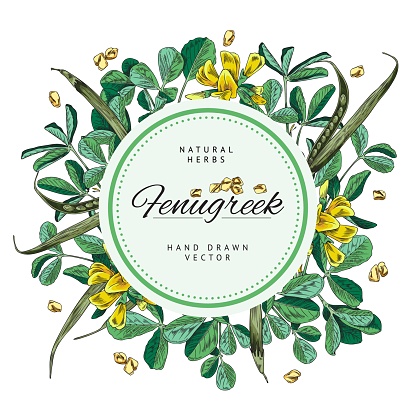 Round frame with hand drawn colorful fenugreek plants and flowers sketch style, vector illustration isolated on white background. Decorative design element, natural herbs