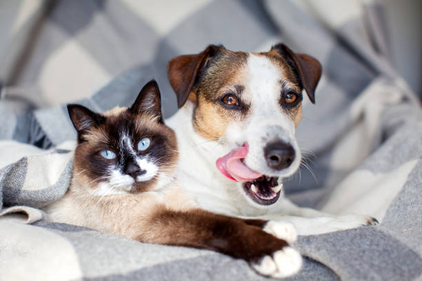 Dog and cat together under cozy warm blanket