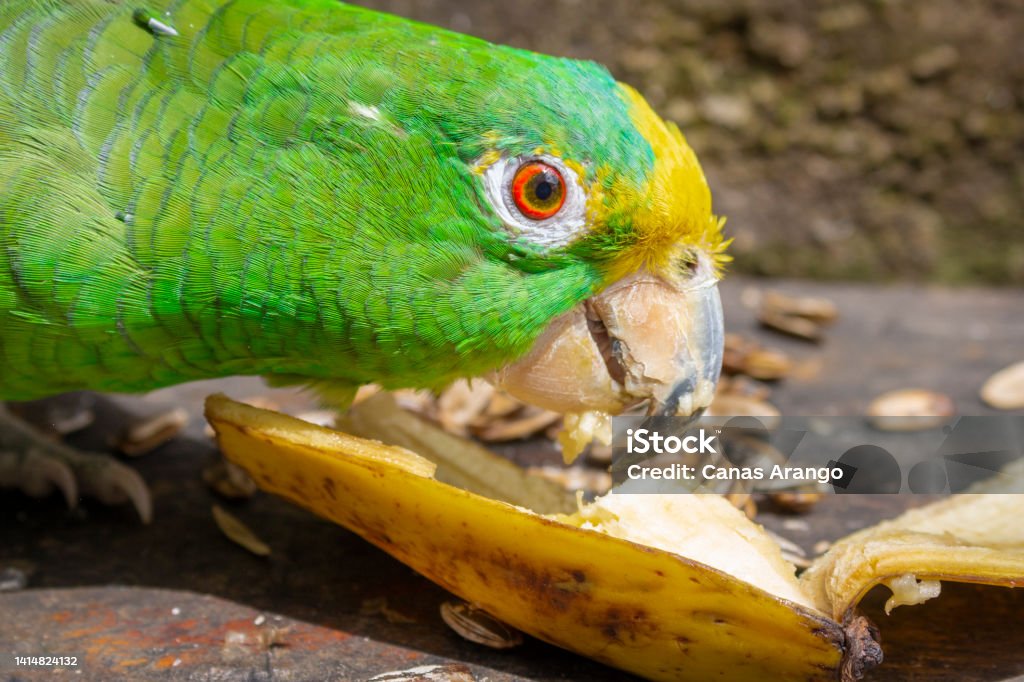 Green parrot eating banana (Psittacoidea). Animal Stock Photo
