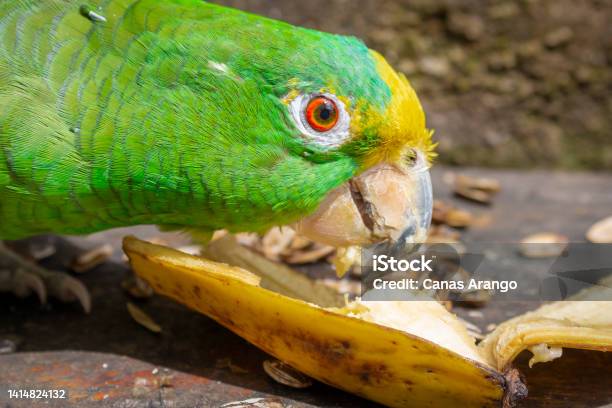 Green Parrot Eating Banana Stock Photo - Download Image Now - Animal, Bird, Eating