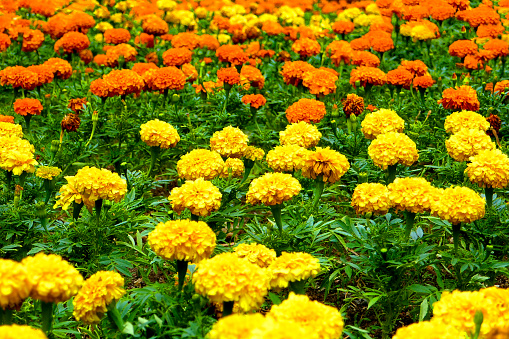 Plenty yellow and orange viburnum flowers