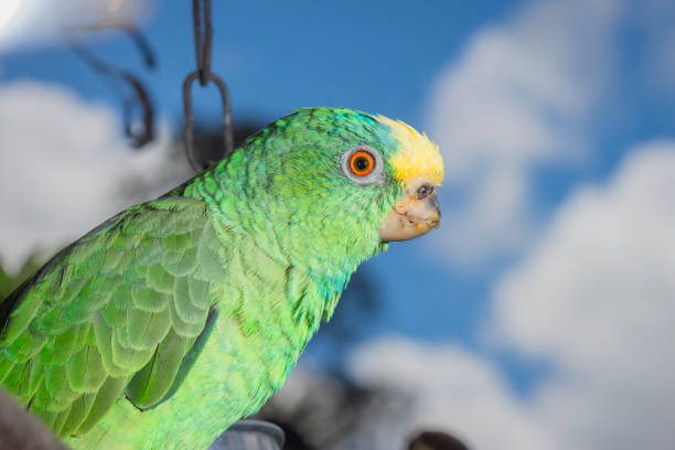 yellow crowned amazon parrot face in closeup, a tropical bird from the amazon basin