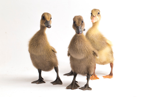 Four ducklings  indian runner duck isolated on a white background