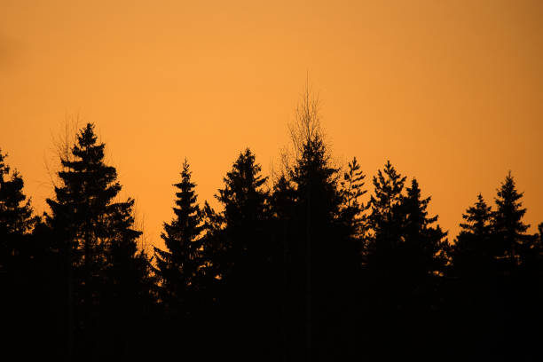 istock Landscape of sunset in a forest 1414825753