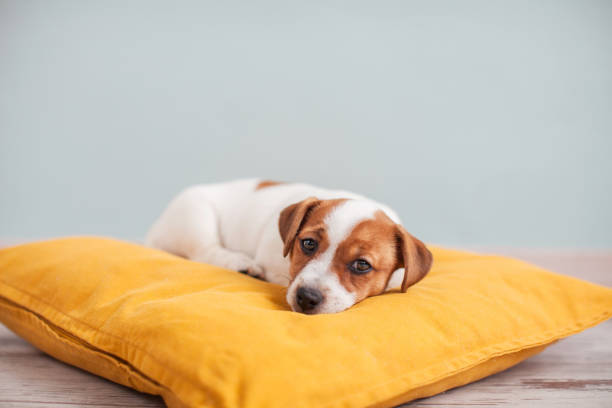 istock Puppy on yellow pillow at home 1414825813