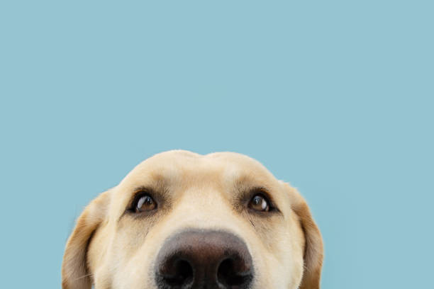 istock close-up funny labrador retriever dog looking at camera. Isolate don blue colored background 1414825814