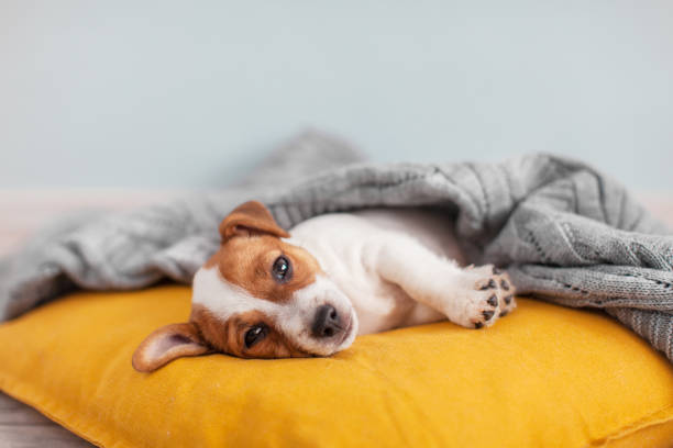 istock Puppy on yellow pillow at home 1414825816