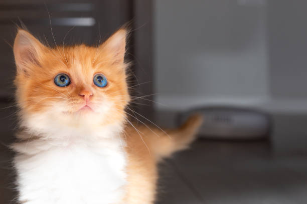 istock Red kitten with blue eyes looks up. Cute pets at home 1414827017