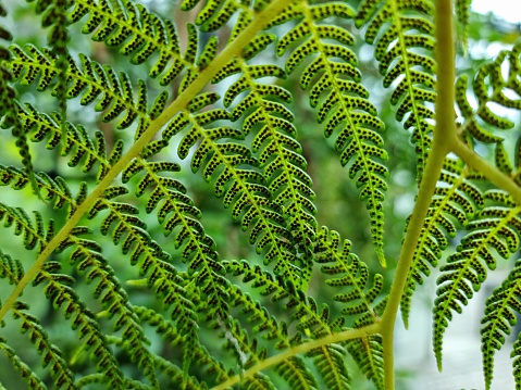 Fern leaf macro photography. The image with fern leaf and pollen (plant of the group of vascular plants) was captured during summer season.