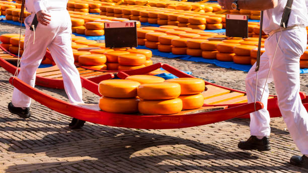 네덜란드 도시 알크마르의 치즈 시장에 있는 치즈 캐리어. - alkmaar cheese market 뉴스 사진 이미지